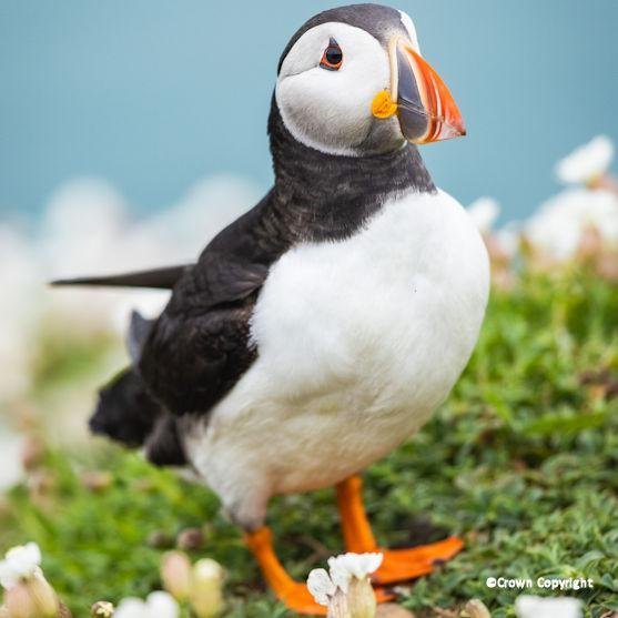 puffin wales